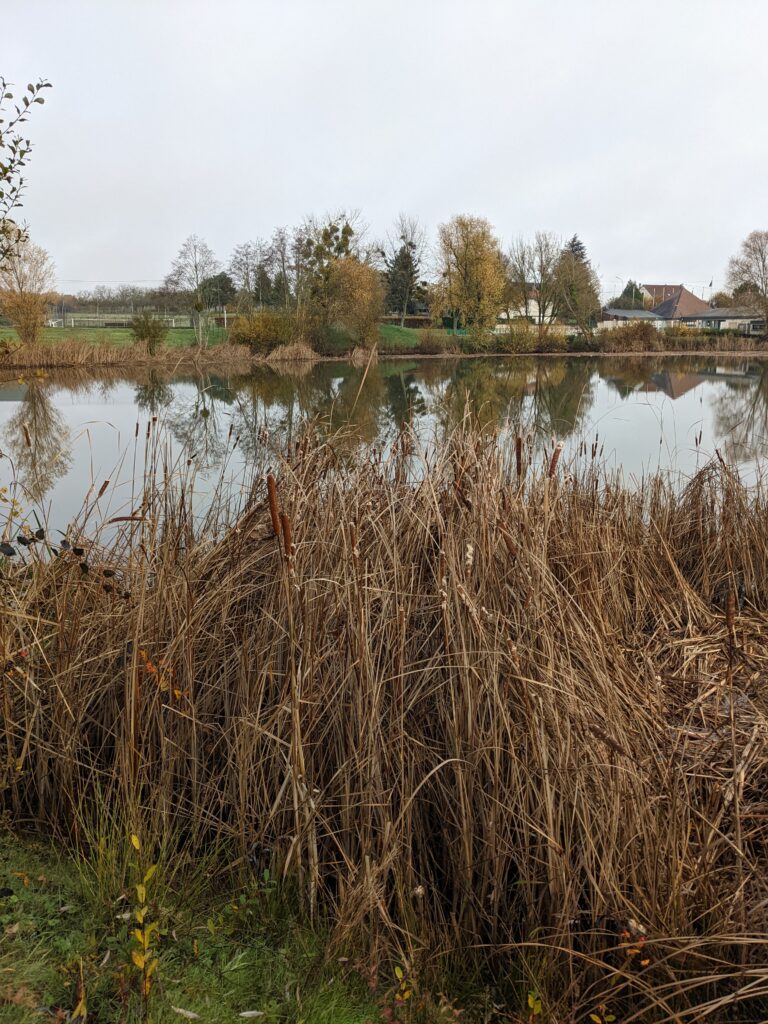 coupe des roseaux en automne et hiver